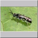 Alysson spinosus - Grabwespe m03a 6-7mm OS-Hasbergen-Lehmwiese.jpg